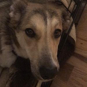 Meet your Posher, Dave